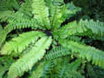 Blechnum